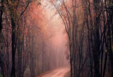 巴西击败日本女排，闯入四分之一决赛